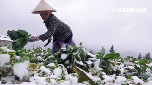 Tin không khí lạnh mới nhất từ đầu mùa, trời chuyển rét đậm, rét hại