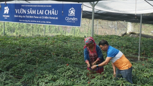 Vườn sâm Lai Châu trên cao nguyên Sìn Hồ và vòng tuần hoàn kinh tế bền vững của Dược phẩm Thái Minh