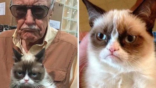 Cô mèo cau có Grumpy nổi tiếng thế giới với meme huyền thoại đã qua đời