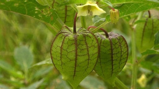 Những loại cây cỏ người Việt “bỏ rơi” lại đắt như tôm tươi ở Nhật