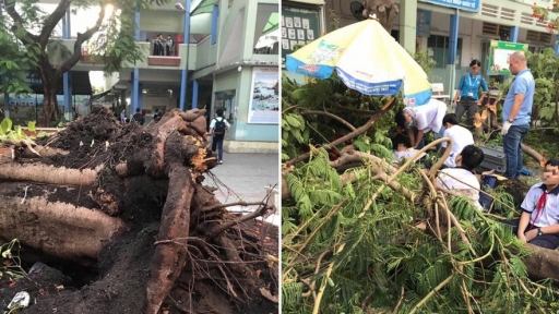 TP. HCM: Cây phượng cao hơn 10 mét bật gốc, đè trúng 13 học sinh lớp 6