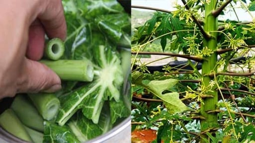 44 bài thuốc quý cho sức khỏe từ đu đủ mà đa số người Việt không hề biết đến
