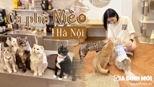 7 quán cà phê mèo cực xinh ở Hà Nội, hội mê 'quàng thượng' không thể bỏ qua