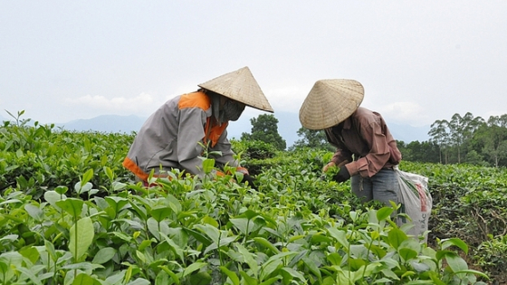 Về Vân Đồn (Quảng Ninh) khám phá Bản Sen - Nơi có giống chè quý hàng trăm năm tuổi