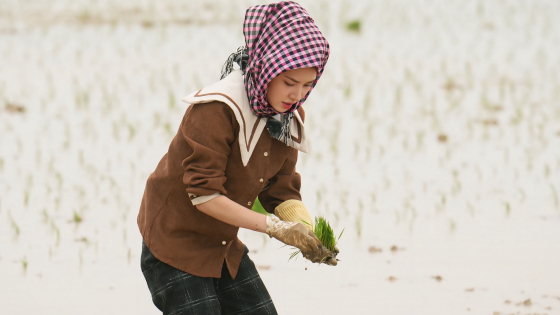 Ngô Lan Hương “về quê” đi cấy, xem múa rối, ăn bánh gai Hải Dương