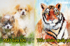 4 con giáp đối diện với nguy cơ hao tài, tốn của làm việc gì cũng phải cẩn thận trong tuần mới (27/6-3/7)