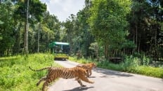 Vinpearl Safari - “Thiên đường du lịch xanh” của Phú Quốc