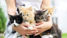 Công việc trong mơ: Chăm sóc 55 chú mèo trên đảo ở Hy Lạp