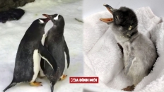 Câu chuyện nuôi con của cặp cánh cụt đồng tính ở Úc (Phần 2)