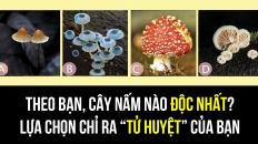 Trắc nghiệm: Cây nấm nào độc nhất? Lựa chọn chỉ ra 'tử huyệt' của bạn