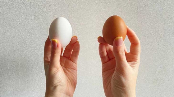 Sự khác biệt giữa trứng gà màu trắng và màu nâu, loại nào tốt hơn?