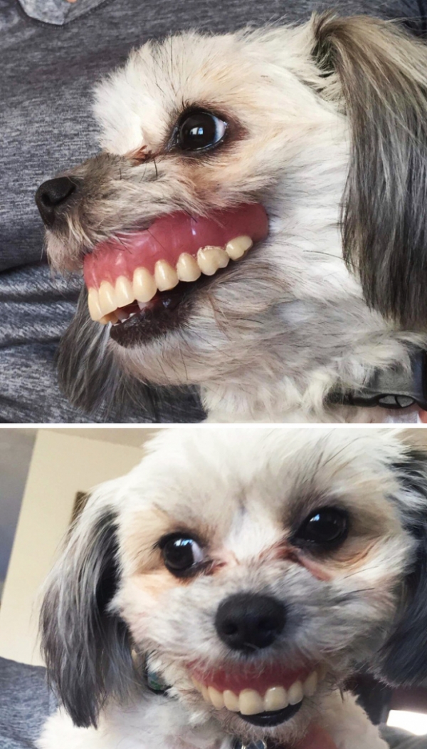   Con chó này đán cắp bộ răng giả của ông tôi khi ông ngủ trưa  
