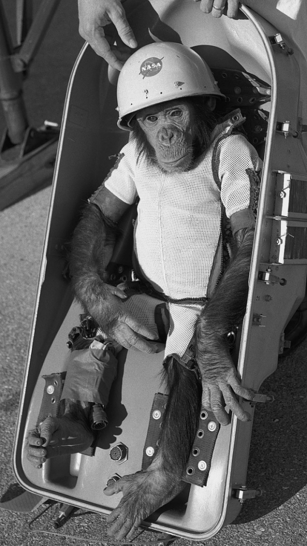  “Ham the Astrochimp”, con tinh tinh đầu tiên được phóng vào vũ trụ, 1961  