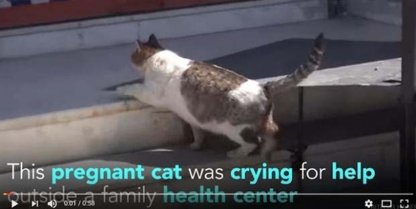 Mèo mẹ tự 'ôm bụng bầu' đến phòng khám xin đẻ khiến nhân viên kinh ngạc 1
