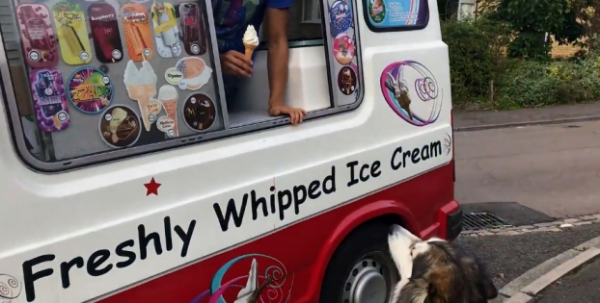 Mê mệt món kem, chú chó Alaska chờ xe kem đến để mua mỗi ngày 2