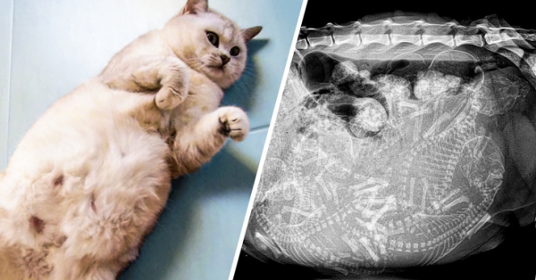 Phim chụp X-quang con mèo đang mang thai