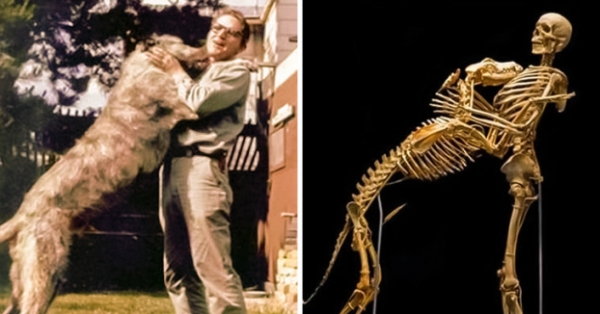   Bộ xương của nhà nhân chủng học người Mỹ Grover Krantz và con chó của ông Clyde  