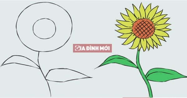 Cách vẽ hoa hướng dương đơn giản và đẹp nhất