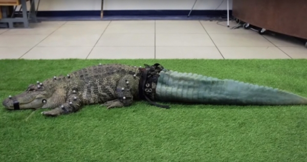   Con cá sấu này bị mất đuôi trong khi được vận chuyển trái phép bởi những kẻ buôn lậu, nhưng nhờ vào công nghệ 3D, nó có đuôi mới.  