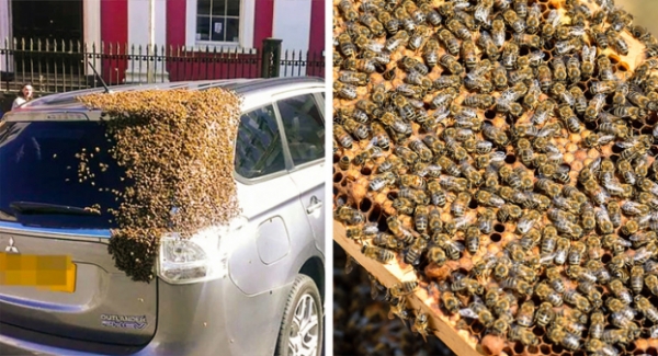   Một con ong chúa bị kẹt ở phía sau một chiếc xe, vì vậy tổ ong của nó gồm 20.000 con đã đuổi theo xe cả ngày  