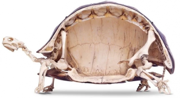 Mặt bổ dọc của một con rùa biển, chiếc mai này gần như bao bọc cả cơ thể của nó một cách hoàn hảo
