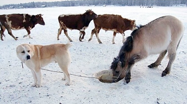   Umka sống ở Siberia, nơi nhiệt độ thường là 50º Celcius dưới 0. Trong thời tiết như vậy, con ngựa thất thường sẽ không đi theo chủ nhân cho đến khi Umka “thuyết phục” nó. Mỗi ngày, con chó dẫn con ngựa đến một lỗ băng và đưa con ngựa trở lại.  