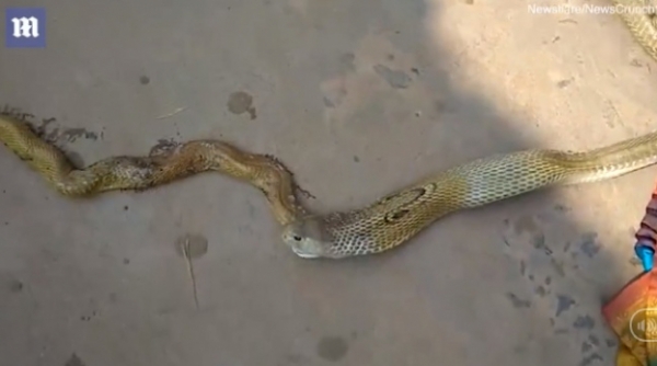 Video cảnh tượng đáng sợ, rắn hổ mang nôn ra rắn hổ mang để thoát thân 1