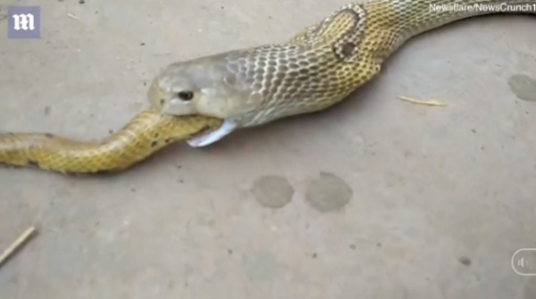 Video cảnh tượng đáng sợ, rắn hổ mang nôn ra rắn hổ mang để thoát thân 0