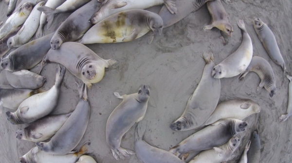 Hải cẩu trên một bãi biển tại California, Hoa Kỳ