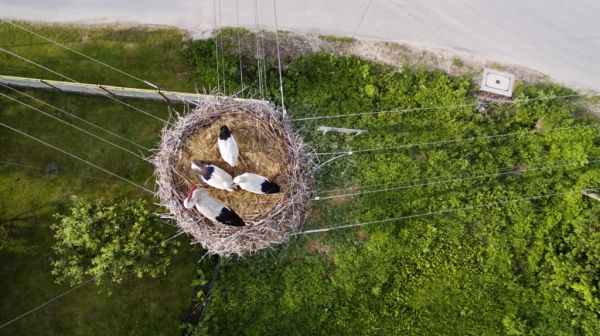 Một tổ chim trên tháp điện tại Ba Lan