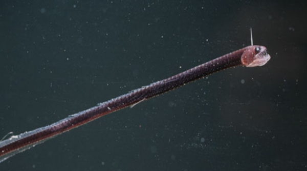 Pacific Blackdragon sống trong vùng nước sâu của phía đông Thái Bình Dương ở độ sâu 700 đến 3.300 ft (200-1000 m). Chúng kiếm ăn vào ban đêm, thức ăn là động vật giáp xác.