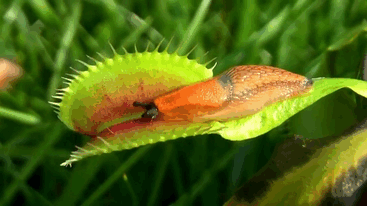 Một con ốc sên tự bò vào miệng cây săn mồi