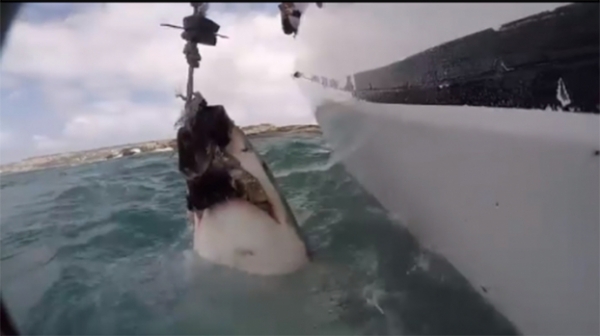 Video cận cảnh cá mập trắng tấn công điên cuồng khiến du khách hoảng loạn 0