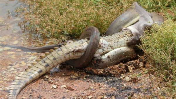 Một con trăn đang nuốt cá sấu