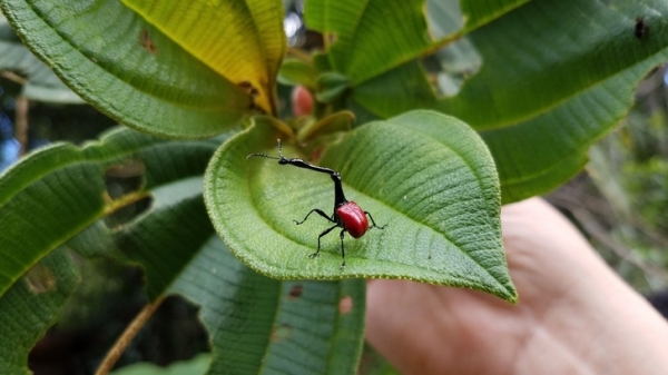 Một con côn trùng lạ trên lá mua