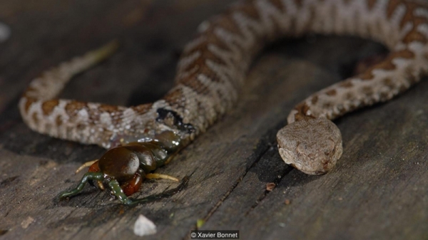 Con rết đục thủng bụng con rắn để chui ra khi nó bị con rắn nuốt chửng