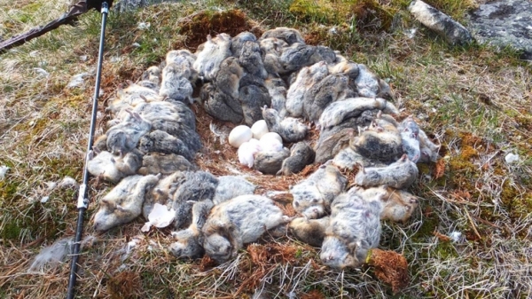 Một con cú giết hơn 70 con chuột và kéo xác chúng về đắp quanh tổ của nó. Có lẽ nó cần một thứ gì đó ủ ấm trong thời gian ấp trứng