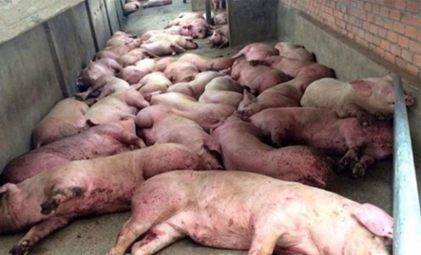   Dịch tả lợn khiến Trung Quốc phải tiêu hủy hàng vạn con lợn - Ảnh minh họa  