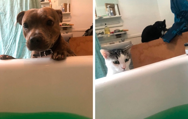   Vợ tôi đi tắm và hai con vật này cứ thế này trông ngóng  