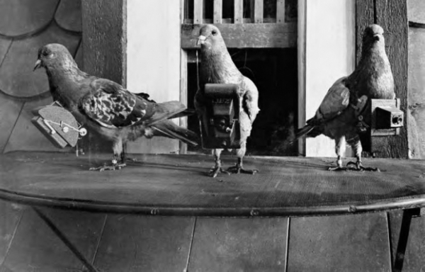   Chim bồ câu được trang bị camera để chụp ảnh trên không, năm 1908  