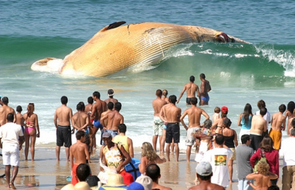   Một con cá voi trên bãi biển  
