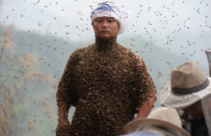   Cô Ping có 460.000 con ong gắn liền với cơ thể của mình  