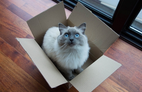 Vì sao lũ mèo lại có đam mê bất tận với các loại thùng hay hộp giấy? 2