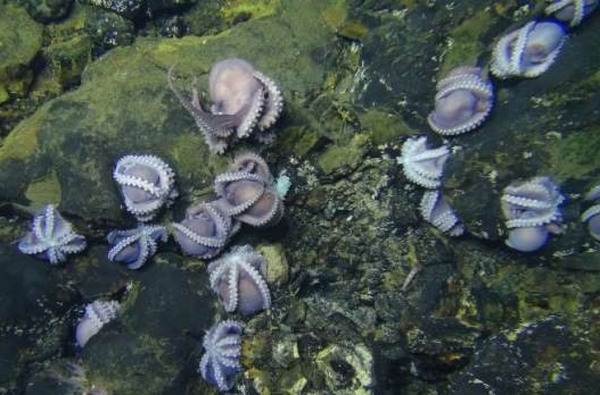 Đây là loài bạch tuộc dưới đáy biển sâu. Hàng chục con bạch tuộc được tìm thấy sâu bên trong một bãi biển đá. Những con bạch tuộc này thuộc chi Muusoctopus, đó là những sinh vật có kích cỡ tấm màu hồng với đôi mắt to.