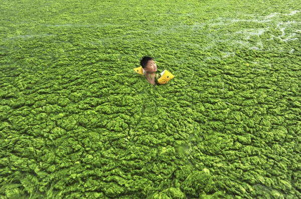 Đây không phải là thảm thực vật. Đó là tảo che phủ mặt nước trên bờ biển Thanh Đảo, Trung Quốc. Bức ảnh này được chụp vào năm 2011 và gây lo ngại cho các nhà môi trường trên toàn cầu vì sự hình thành tảo ngày càng tăng trong các đại dương, sông và thậm chí cả các hồ nhỏ.