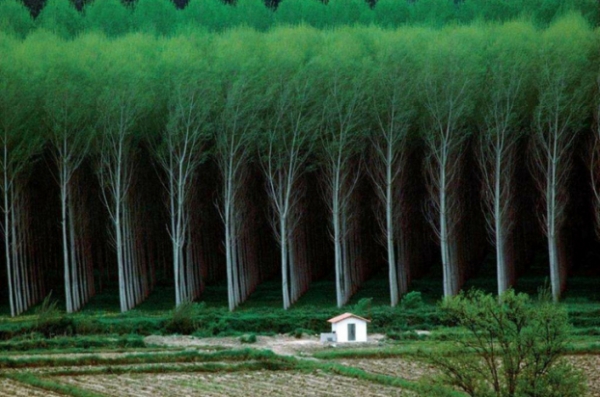   Những cây thẳng tăm tắp như tranh vẽ  
