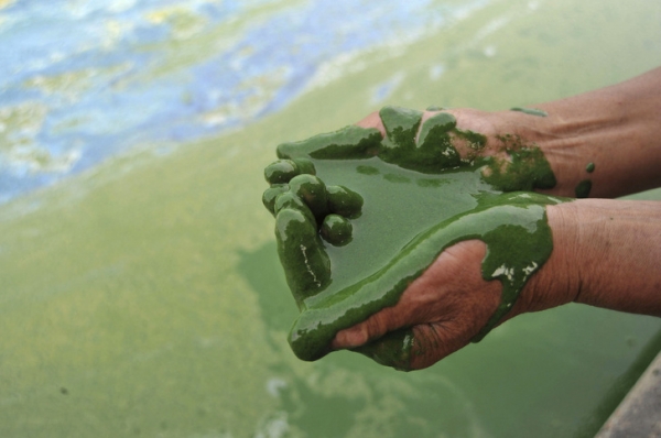 Bức ảnh trên được chụp tại Hồ Chaohu của Trung Quốc, nơi một ngư dân vục một ít nước lên bàn tay. Đó là sự lây lan của tảo xảy ra trên bờ. Động vật dưới nước đang đau khổ vì những thứ như thế này và ngày không xa khi con người cũng sẽ phải chịu đựng.