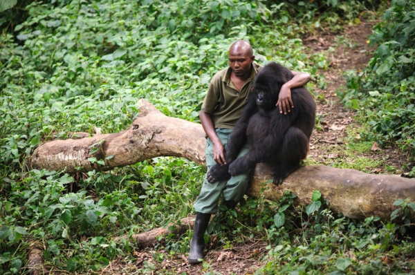 Người đàn ông này ngồi với một con khỉ đột sau cái chết của mẹ nó.