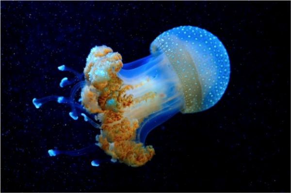   Một con sứa biển sâu trông giống như nó đến từ một thế giới khác  