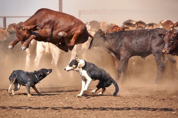 Khoảnh khắc con bò nhảy qua con chó để tránh không đạp vào con vật nhỏ hơn mình